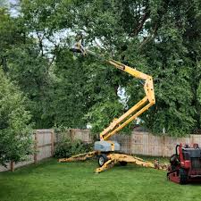 Why Choose Our Tree Removal Services in Santa Ynez, CA?