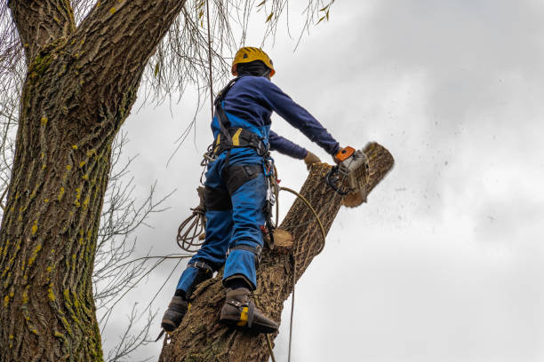 Trusted Santa Ynez, CA  Tree Services Experts